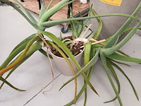 Lot 109 - kamerplant in pot. 2 stuks - afbeelding 3 van  5