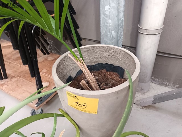 Lot 109 - kamerplant in pot. 2 stuks - afbeelding 4 van  5