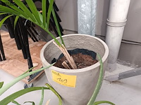 Lot 109 - kamerplant in pot. 2 stuks - afbeelding 4 van  5