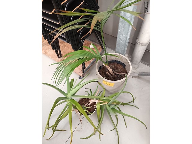 Lot 109 - kamerplant in pot. 2 stuks - afbeelding 5 van  5