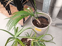 Lot 109 - kamerplant in pot. 2 stuks - afbeelding 5 van  5