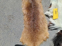 Lot 114 - vintage dierenvellen konijn en geit - afbeelding 2 van  3