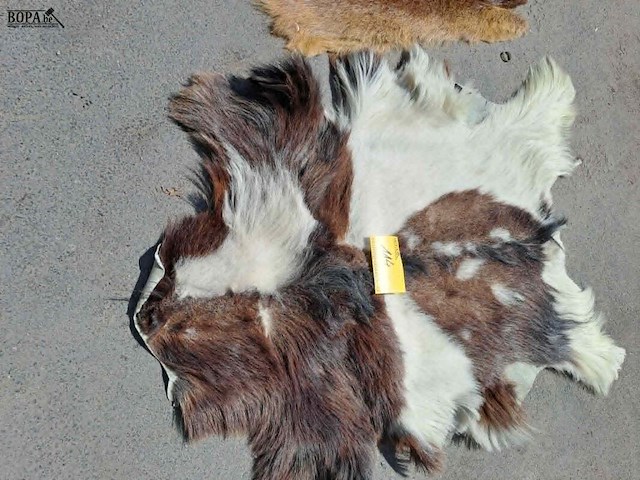Lot 114 - vintage dierenvellen konijn en geit - afbeelding 3 van  3