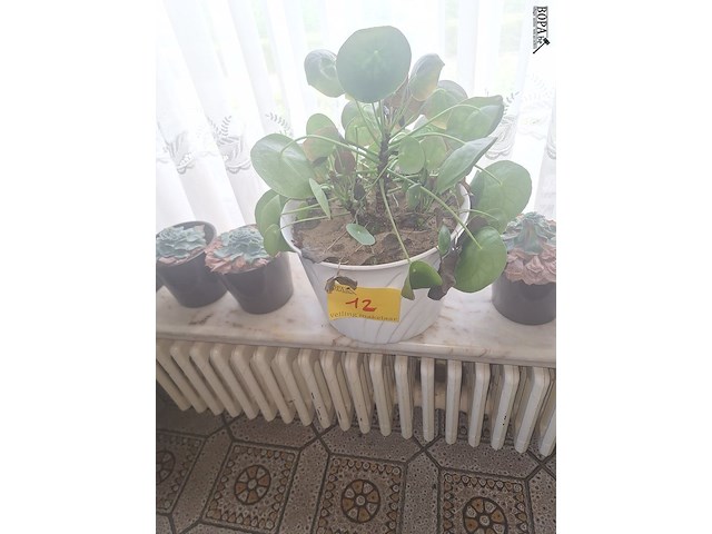Lot 12 - kamerplanten. 6 stuks - afbeelding 1 van  3