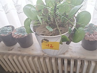 Lot 12 - kamerplanten. 6 stuks