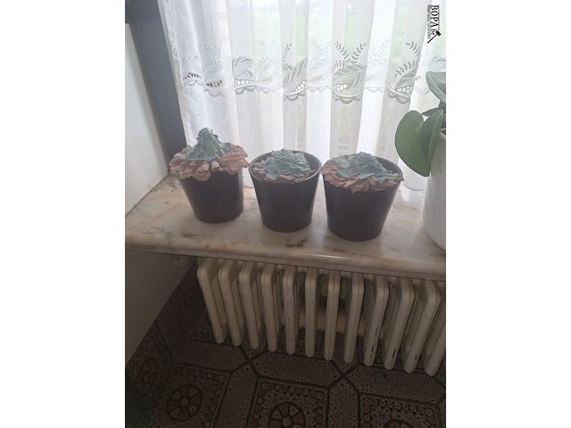 Lot 12 - kamerplanten. 6 stuks - afbeelding 2 van  3