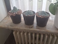Lot 12 - kamerplanten. 6 stuks - afbeelding 2 van  3