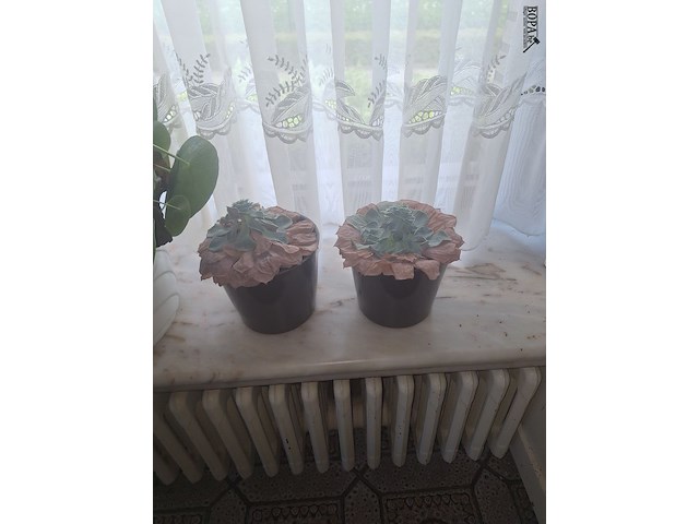 Lot 12 - kamerplanten. 6 stuks - afbeelding 3 van  3