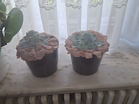 Lot 12 - kamerplanten. 6 stuks - afbeelding 3 van  3