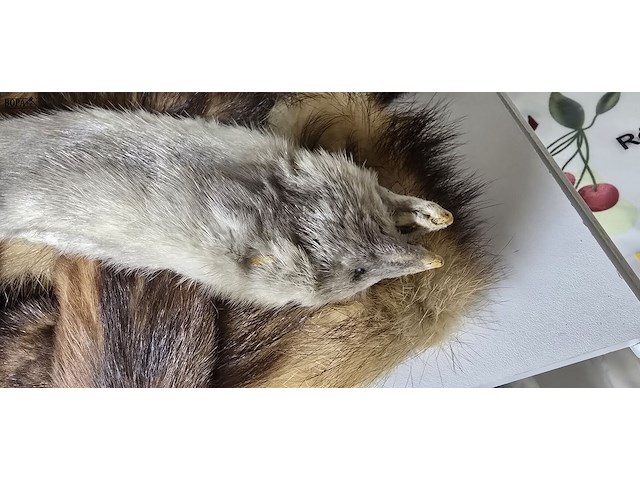 Lot 121 - diverse marterhuiden sjaaltjes ong 10 stuks - afbeelding 2 van  6