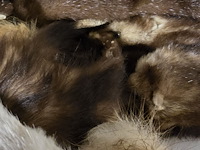 Lot 121 - diverse marterhuiden sjaaltjes ong 10 stuks - afbeelding 3 van  6