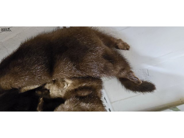 Lot 121 - diverse marterhuiden sjaaltjes ong 10 stuks - afbeelding 4 van  6