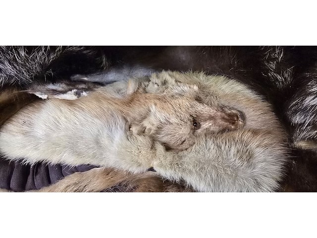 Lot 121 - diverse marterhuiden sjaaltjes ong 10 stuks - afbeelding 5 van  6