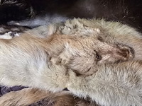 Lot 121 - diverse marterhuiden sjaaltjes ong 10 stuks - afbeelding 5 van  6