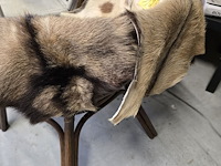 Lot 125 - geitevellen 3 stuks - afbeelding 2 van  3