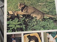 Lot 127 - katten boeken 4 stuks - afbeelding 2 van  4