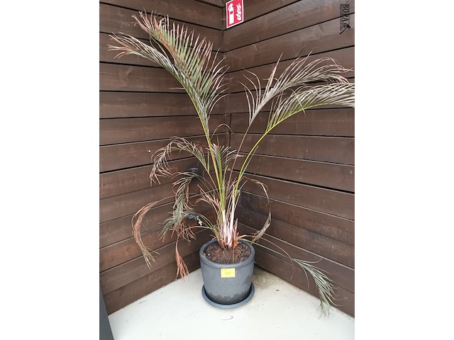 Lot 129 - dwergpalm in pot - afbeelding 1 van  3