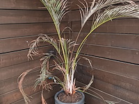 Lot 129 - dwergpalm in pot - afbeelding 1 van  3