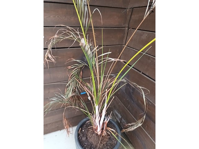 Lot 129 - dwergpalm in pot - afbeelding 2 van  3