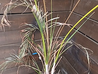 Lot 129 - dwergpalm in pot - afbeelding 2 van  3