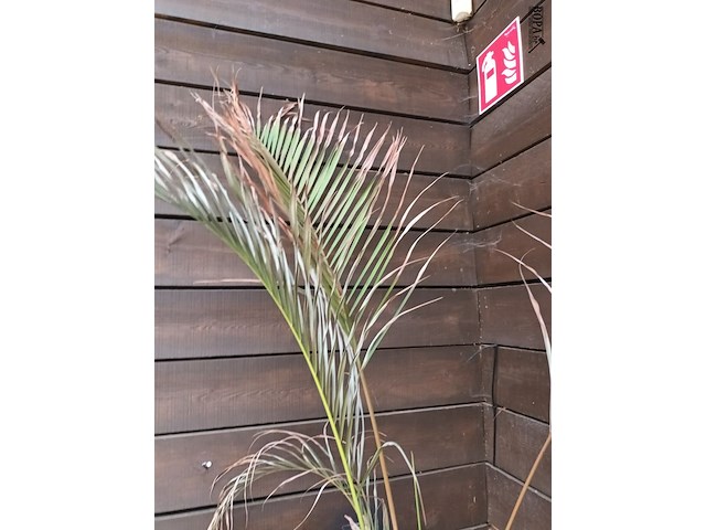 Lot 129 - dwergpalm in pot - afbeelding 3 van  3