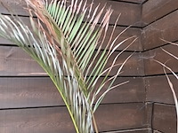 Lot 129 - dwergpalm in pot - afbeelding 3 van  3