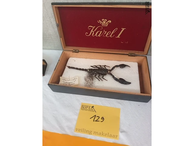 Lot 129 - schorpioen - afbeelding 1 van  4