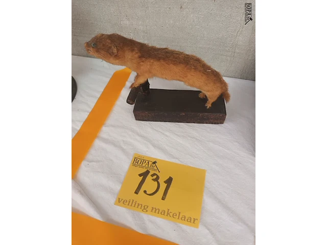 Lot 131 - taxidermie - afbeelding 1 van  5