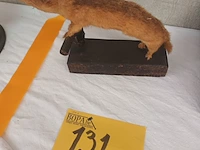 Lot 131 - taxidermie