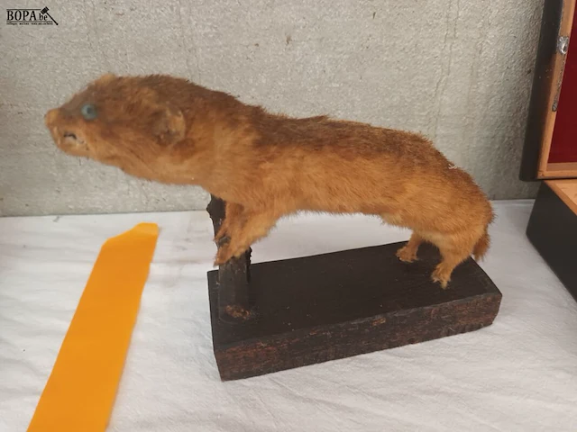 Lot 131 - taxidermie - afbeelding 2 van  5