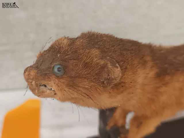 Lot 131 - taxidermie - afbeelding 3 van  5