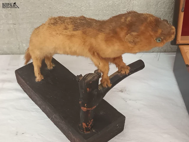 Lot 131 - taxidermie - afbeelding 4 van  5