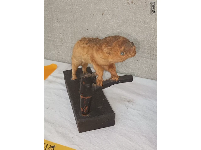 Lot 131 - taxidermie - afbeelding 5 van  5
