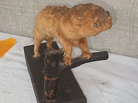 Lot 131 - taxidermie - afbeelding 5 van  5