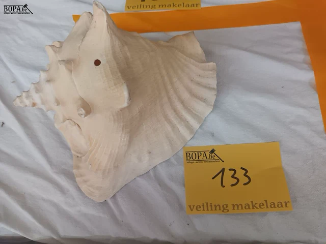 Lot 133 - schelp - afbeelding 1 van  4