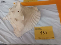 Lot 133 - schelp