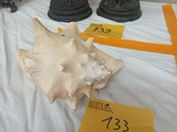 Lot 133 - schelp - afbeelding 2 van  4