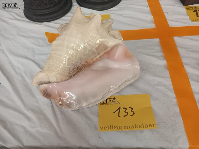 Lot 133 - schelp - afbeelding 4 van  4
