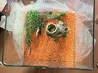 Lot 143 - glazen aquarium/terrarium 29*29*35 - afbeelding 2 van  2