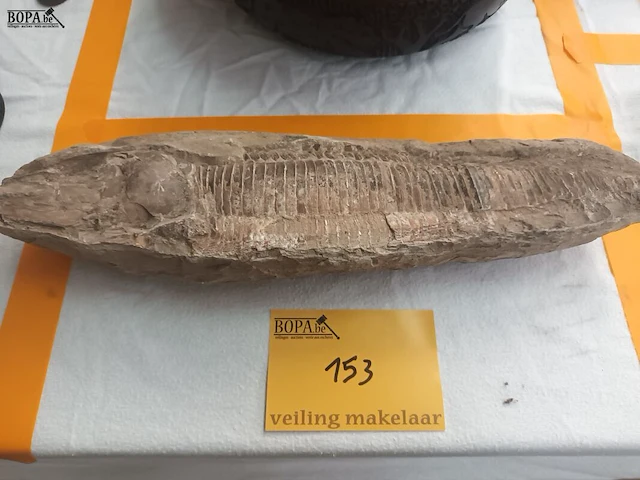 Lot 153 - fossiel - afbeelding 1 van  4