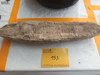 Lot 153 - fossiel