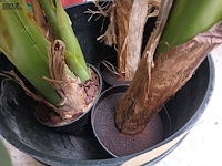 Lot 153 - kunstplanten - 3 stuks met pot - afbeelding 2 van  5