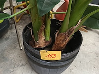 Lot 153 - kunstplanten - 3 stuks met pot - afbeelding 3 van  5
