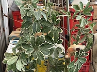 Lot 154 - kunstplant in beige pot - afbeelding 2 van  3