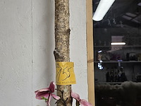 Lot 155 - decoratieve boomstam op voet - afbeelding 4 van  4