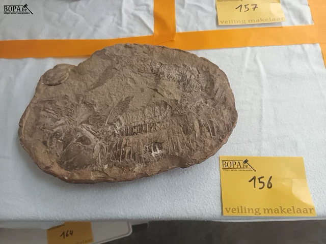 Lot 156 - fossiel - afbeelding 1 van  4