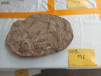 Lot 156 - fossiel