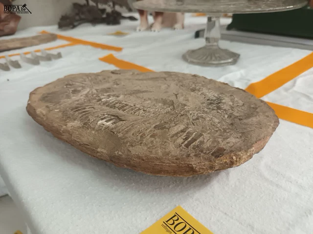Lot 156 - fossiel - afbeelding 4 van  4