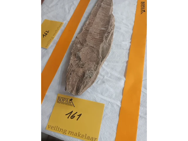 Lot 161 - fossiel - afbeelding 1 van  4