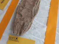 Lot 161 - fossiel